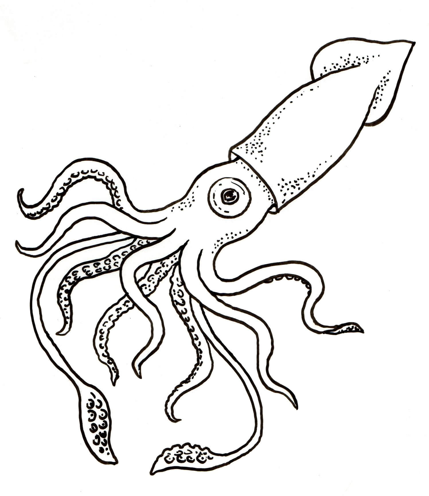 Dibujo de Gran Calamar para Colorear