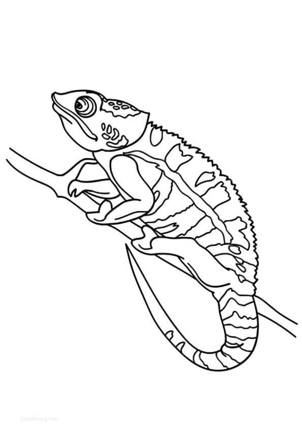 Dibujo de Camalen Agradable para Colorear