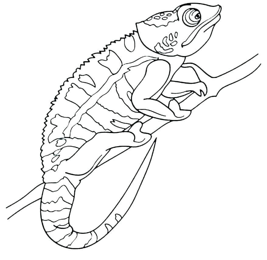 Dibujo de Camalen Bsico para Colorear