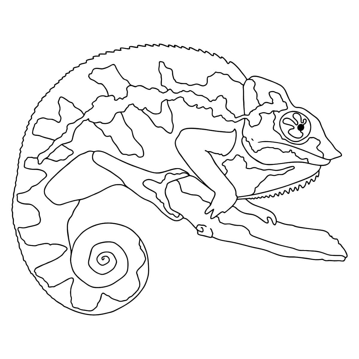 Dibujo de Camalen Perfecto para Colorear