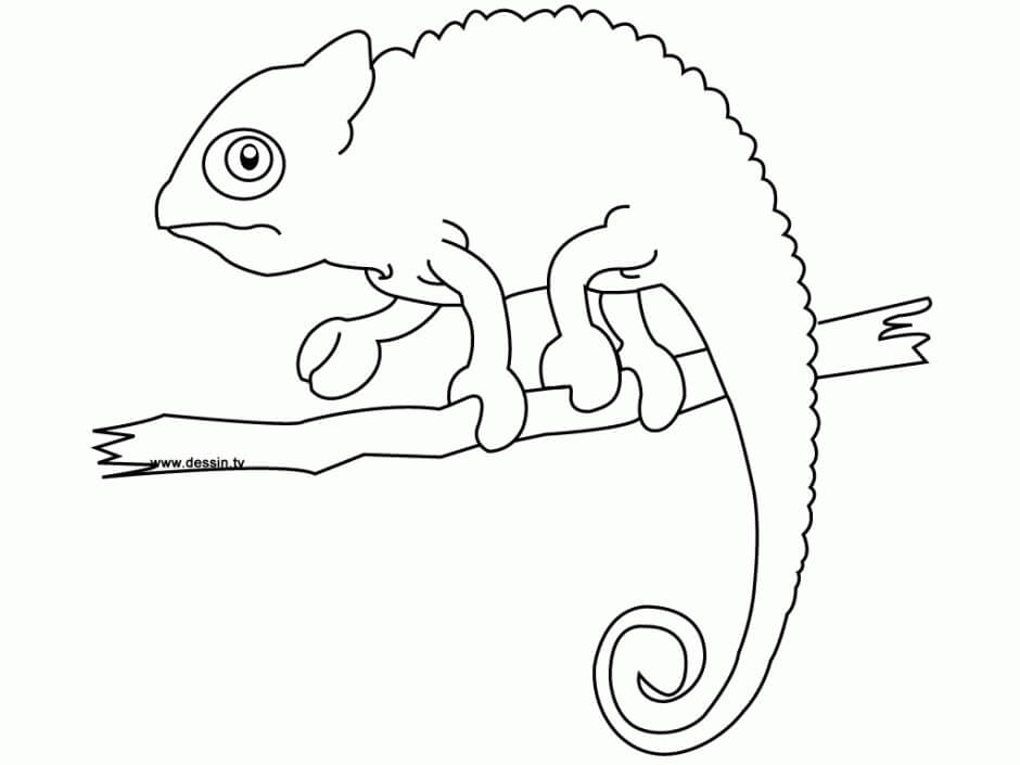 Dibujo de Camalen Posicin en Rama Rbol para Colorear