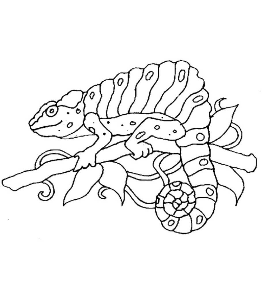 Dibujo de Camalen Simple para Colorear