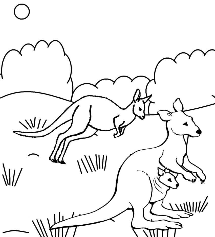 Dibujo de Tres Canguro para Colorear