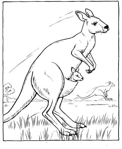 Dibujo de Tres Canguros en Australia para Colorear