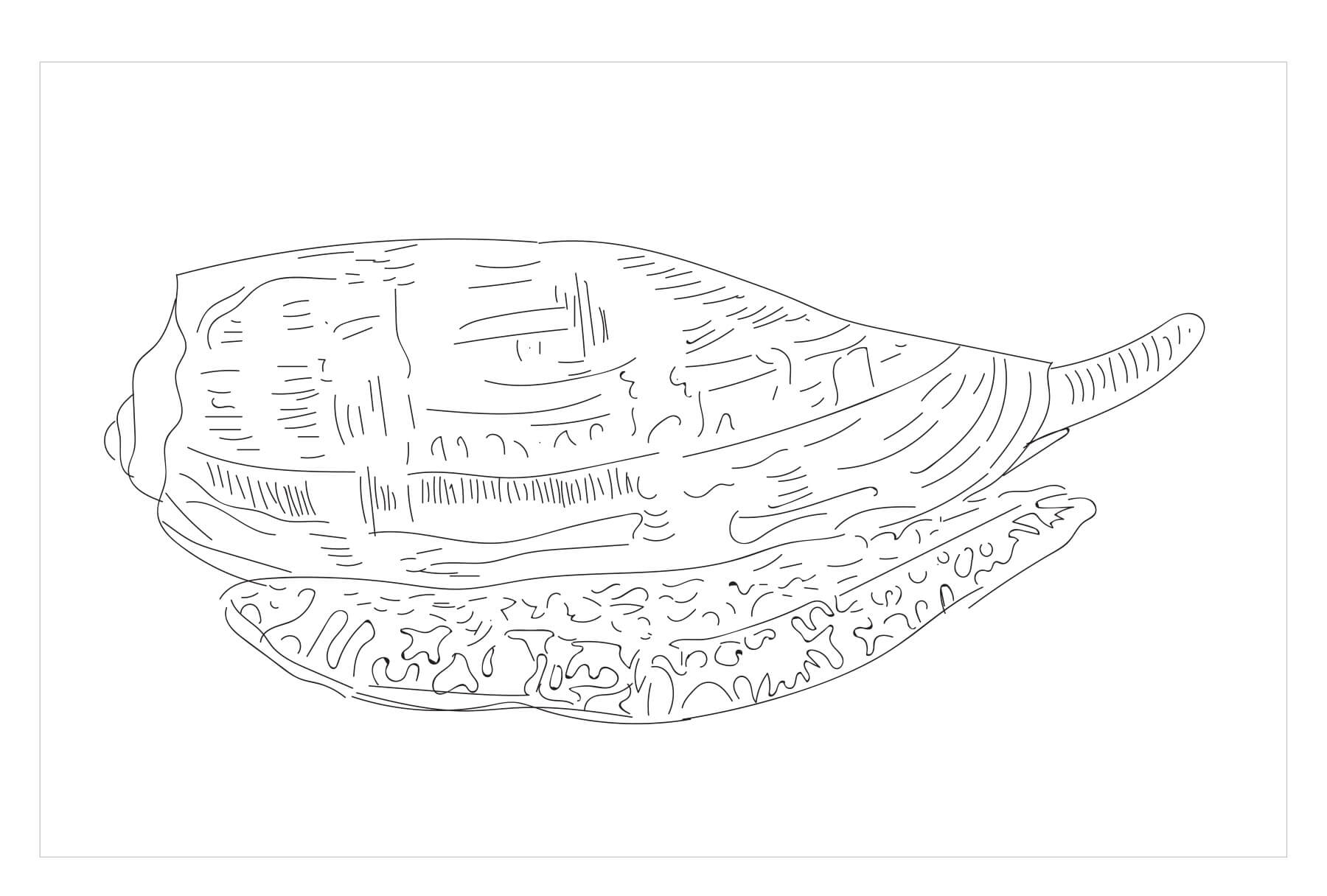 Dibujo de Caracol Conico para Colorear