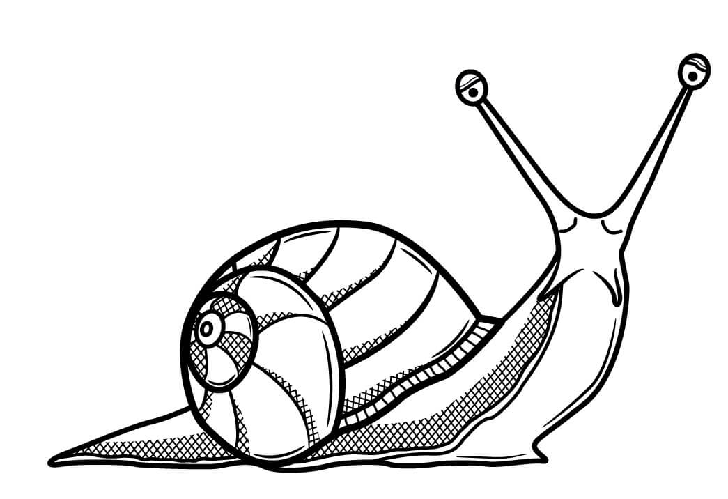 Dibujo de Caracol Lindo para Colorear