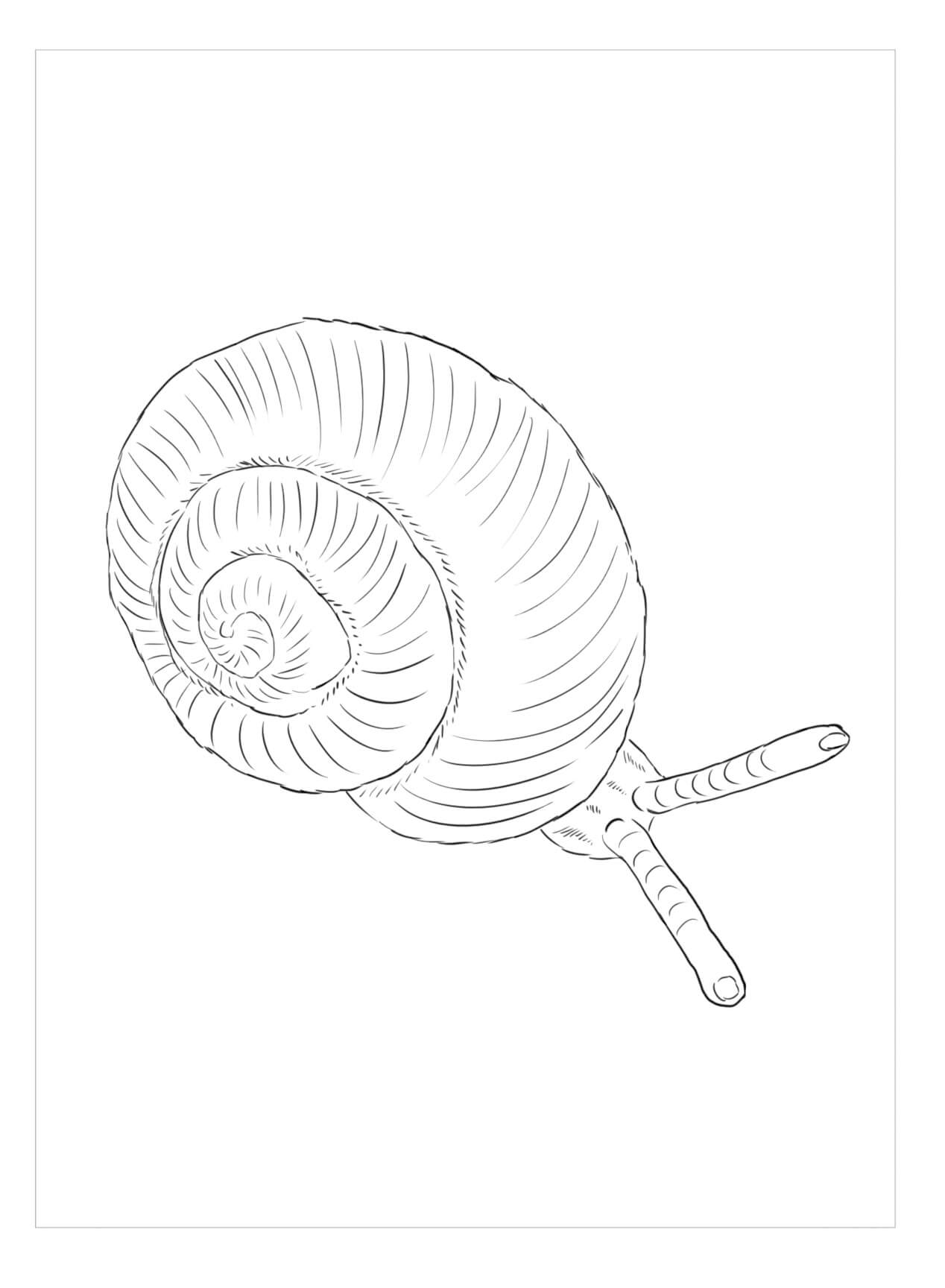 Dibujo de Caracol Punto para Colorear