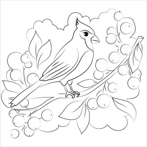 Dibujo de Adorable Cardenal para Colorear