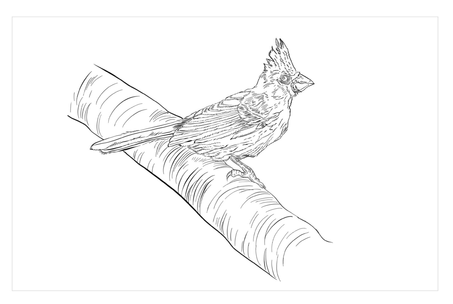 Dibujo de Bonito Cardenal para Colorear