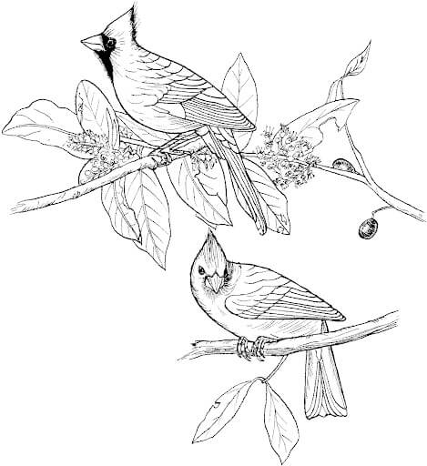 Dibujo de Buen Cardenal para Colorear
