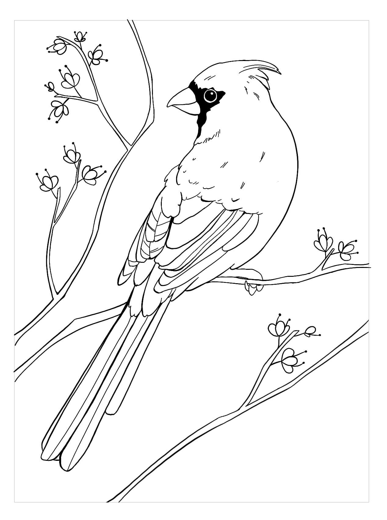 Dibujo de Cardenal Agradable para Colorear