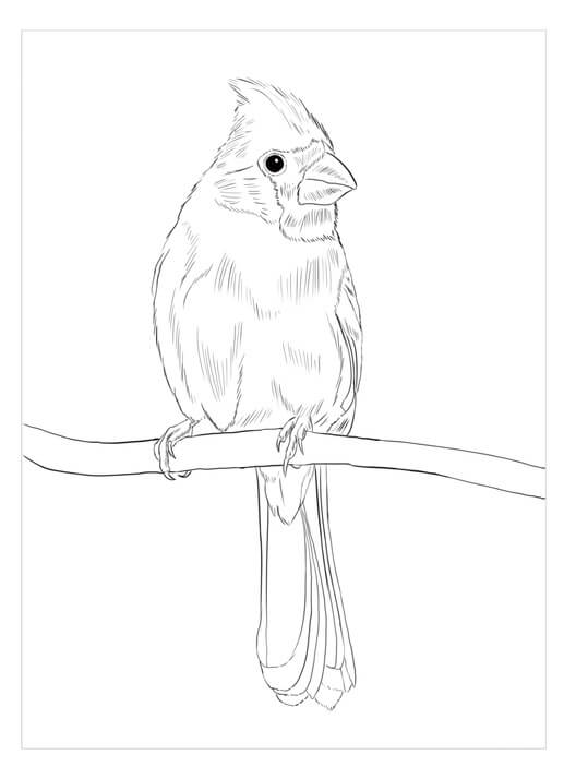 Dibujo de Cardenal Amarillo para Colorear