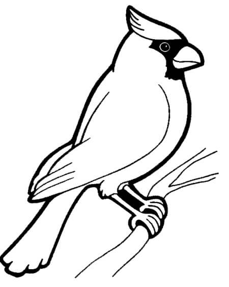 Dibujo de Cardenal Bsico para Colorear