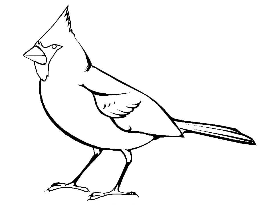 Dibujo de Cardenal Impresionante para Colorear