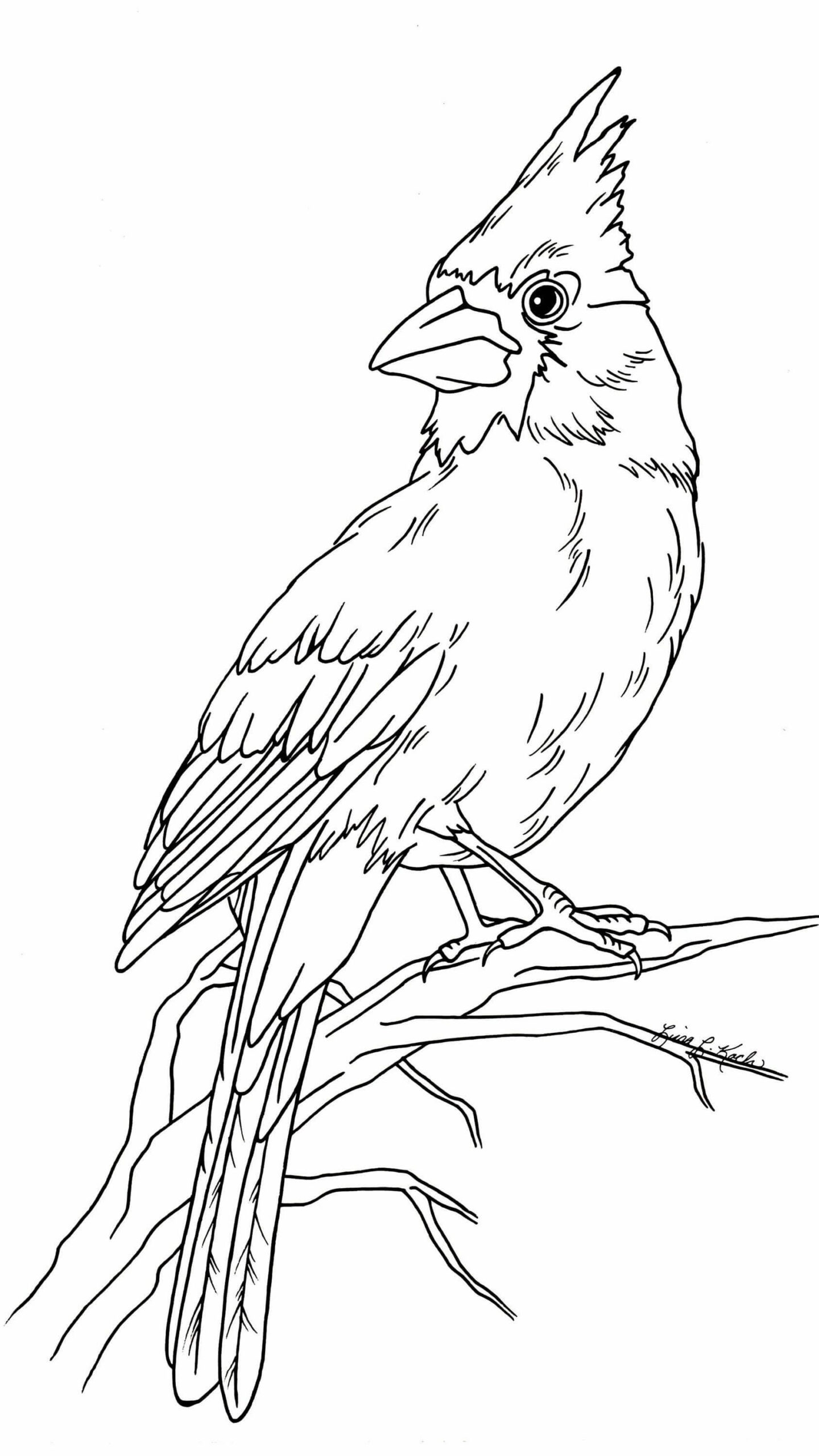 Dibujo de Cardenal Imprimible Scaled para Colorear