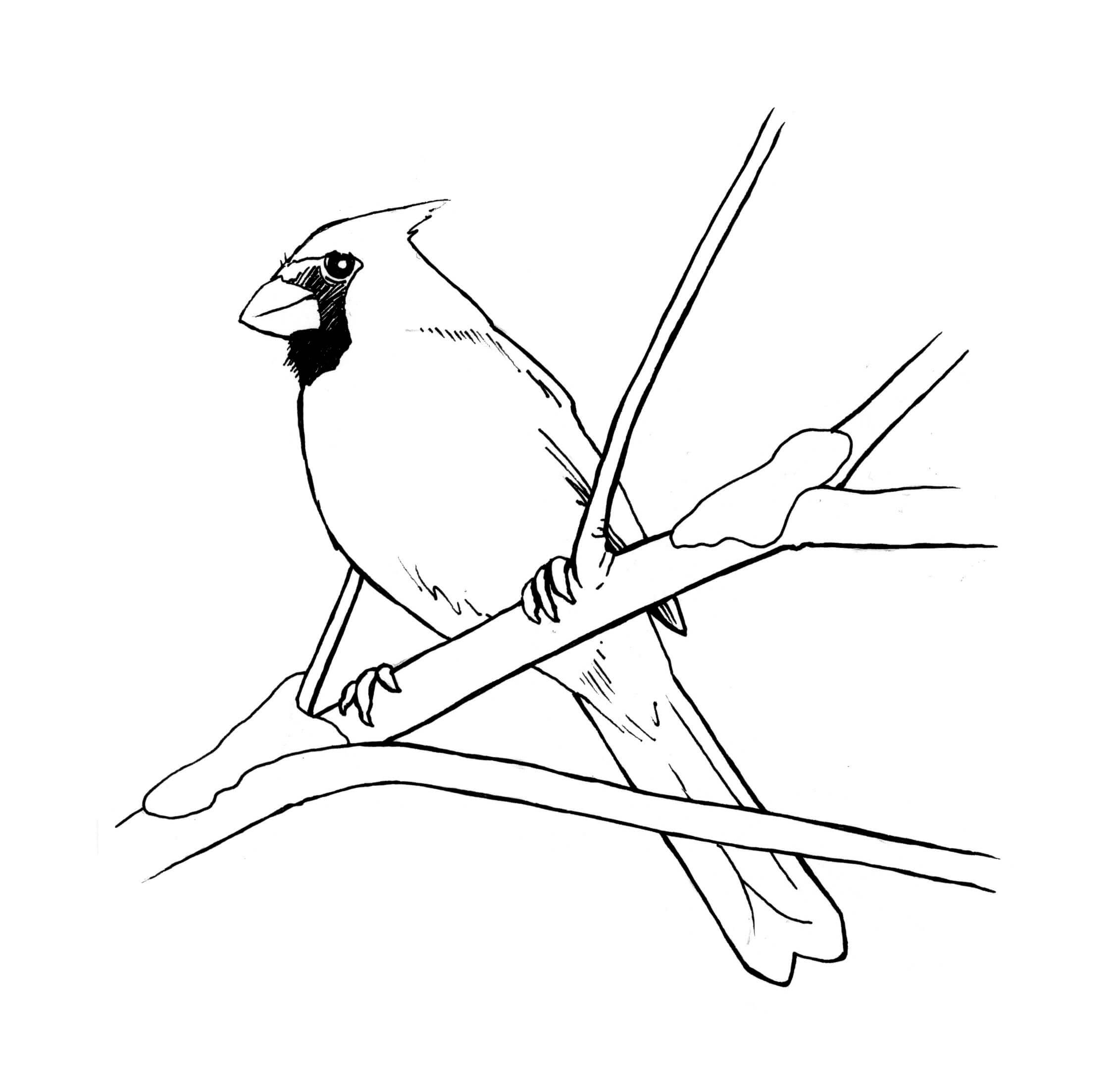 Dibujo de Cardenal Increble para Colorear