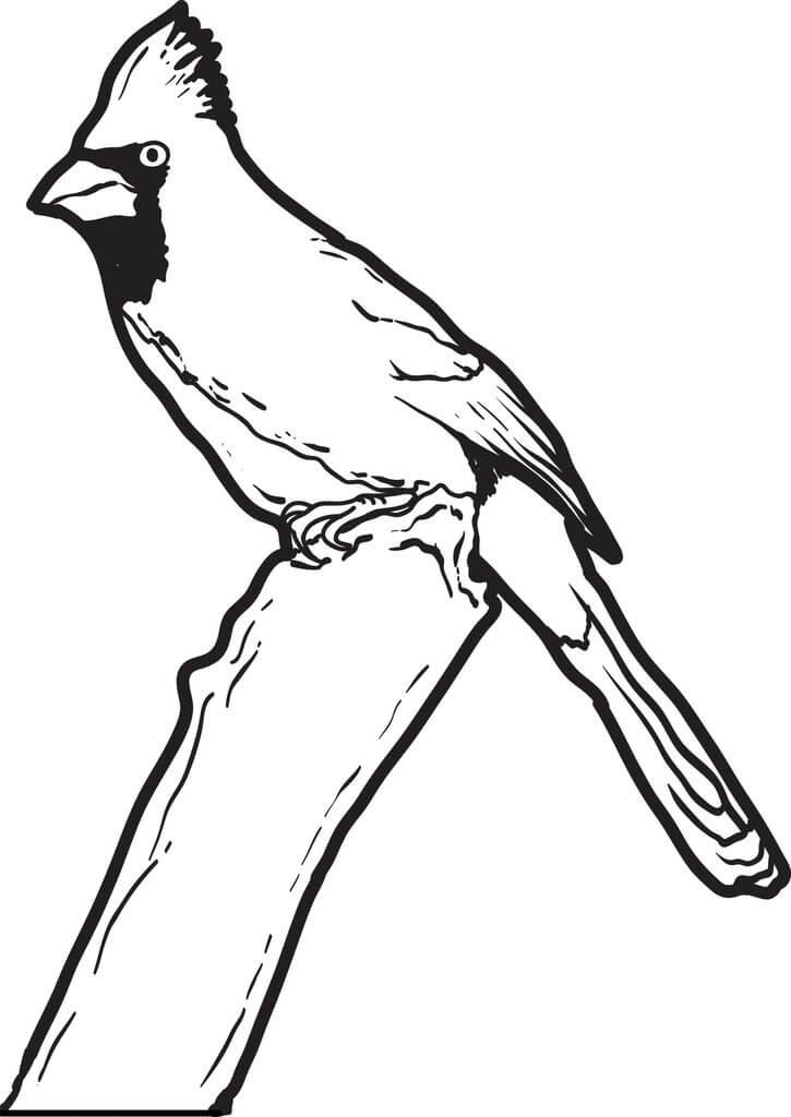 Dibujo de Cardenal Normal para Colorear