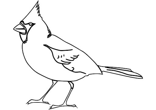 Dibujo de Cardenal Norteo para Colorear