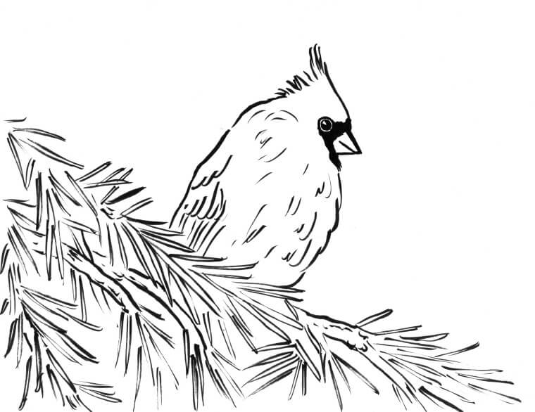 Dibujo de Cardenal Simple para Colorear