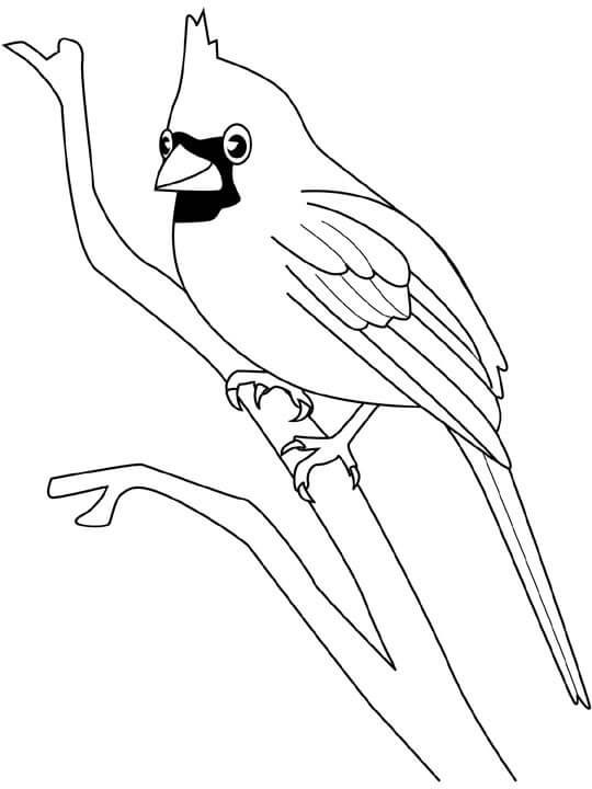 Dibujo de Cardenal Sonriendo para Colorear