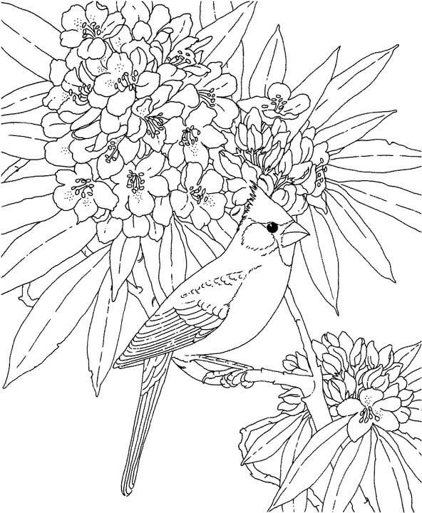 Dibujo de Cardenal de Virginia Occidental para Colorear