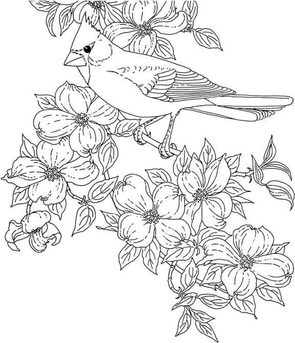 Dibujo de Cardenal de Virginia para Colorear
