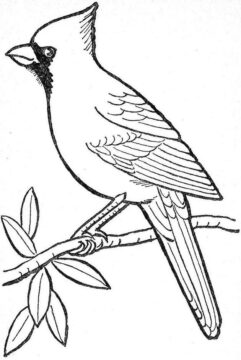 Dibujo de Dibujar a Mano Cardenal para Colorear