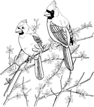 Dibujo de Dos Cardenal en Rama Rbol para Colorear
