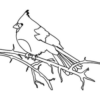 Dibujo de Dulce Cardenal para Colorear