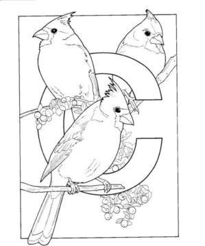 Dibujo de El Alfabeto C Es para Pjaros Cardinales para Colorear