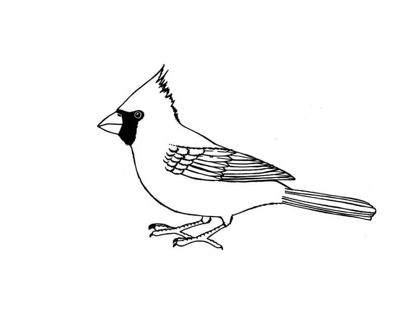 Dibujo de Gran Cardenal para Colorear