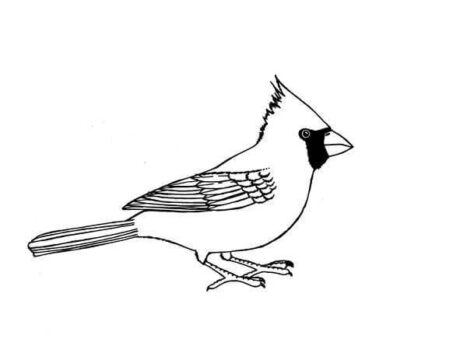 Dibujo de Imagen de Pjaro Cardenal para Colorear