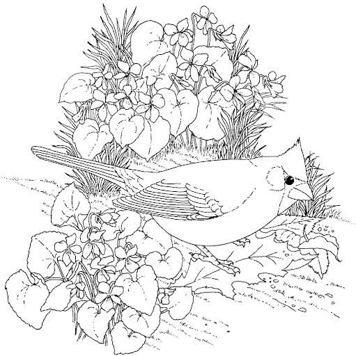 Dibujo de Lindo Cardenal Norte para Colorear