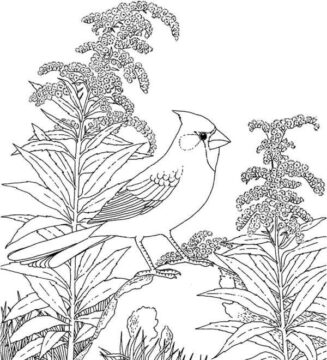 Dibujo de Pjaro Cardenal Norteo para Colorear