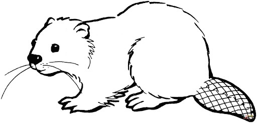 Dibujo de Castor Bsico para Colorear