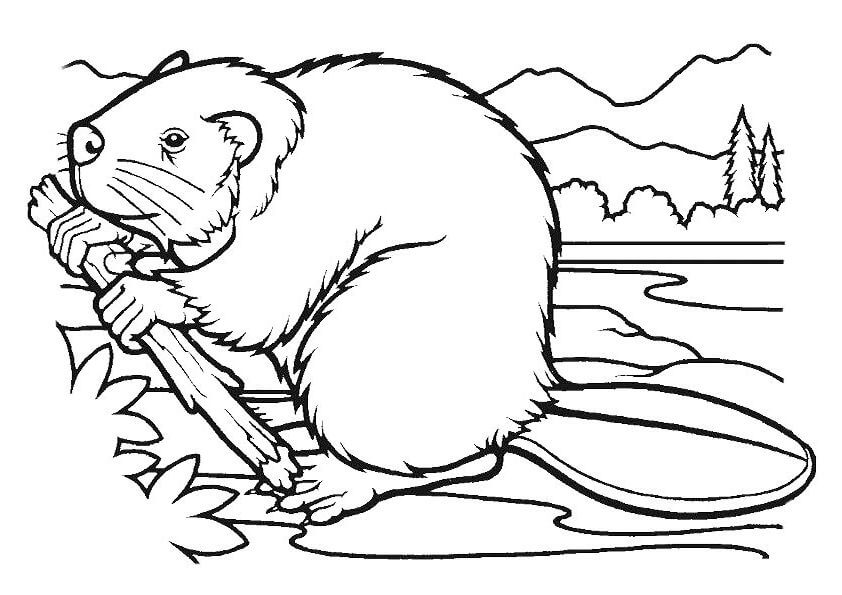 Dibujo de Castor Come un Tronco para Colorear