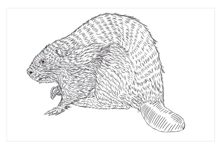 Dibujo de Castor Euroasitico para Colorear