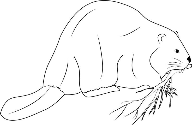 Dibujo de Castor Gigante para Colorear