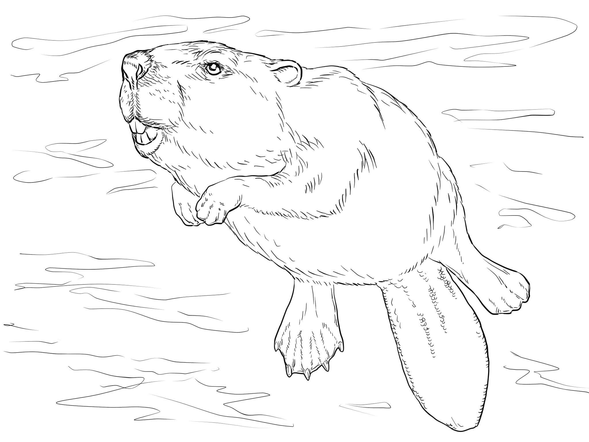 Dibujo de Castor Nadador para Colorear