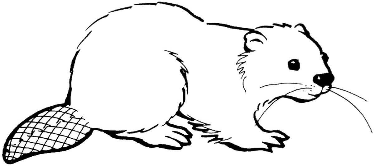Dibujo de Castor Normal para Colorear