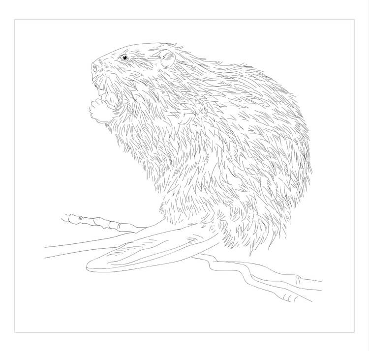 Dibujo de Castor Norteamericano para Colorear