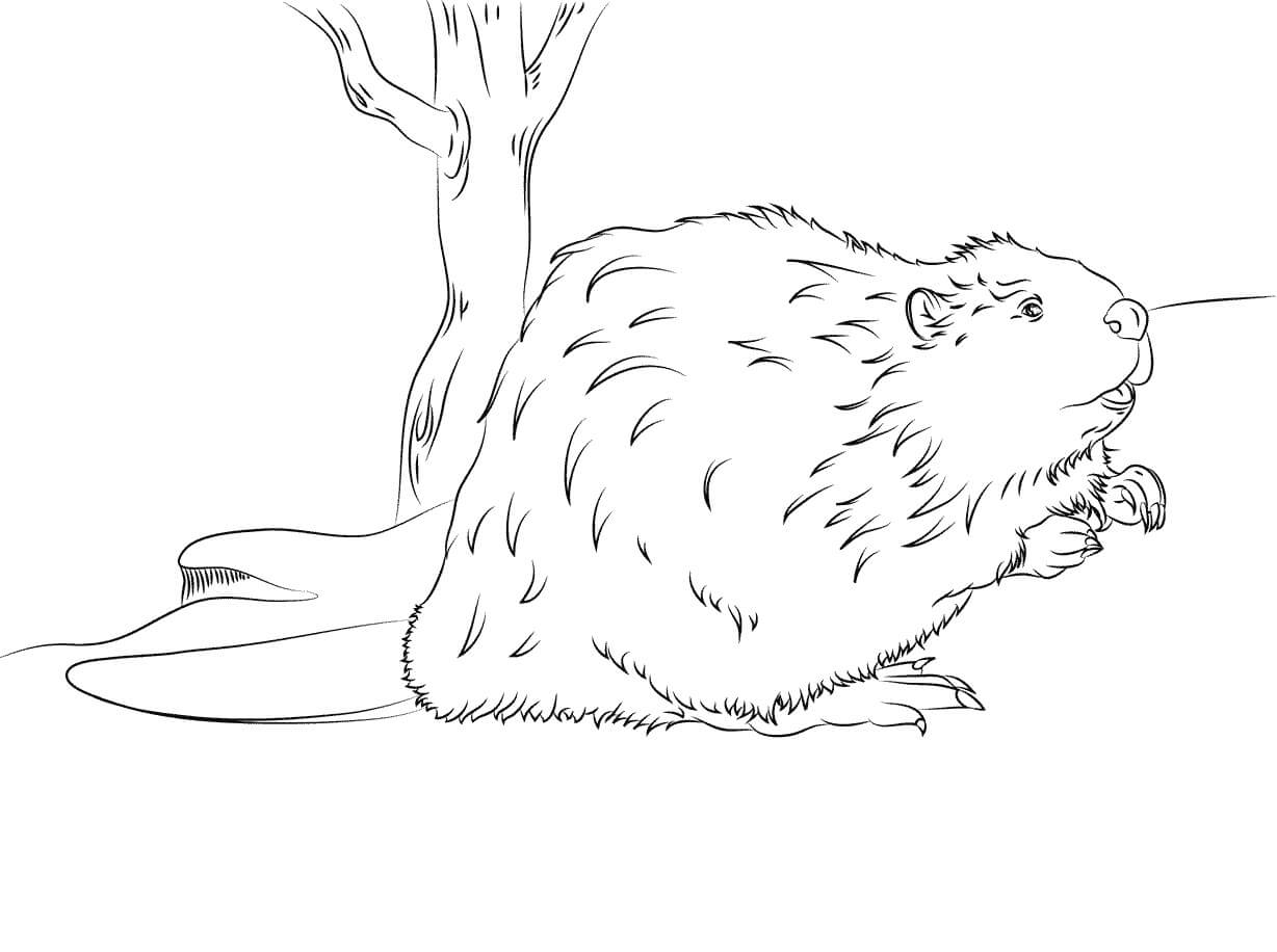 Dibujo de Castor Perfecto para Colorear