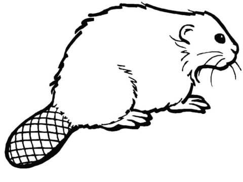 Dibujo de Castor Sentado para Colorear