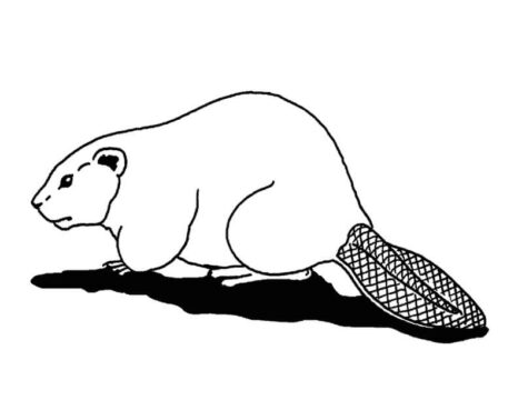 Dibujo de Castor Simple para Colorear