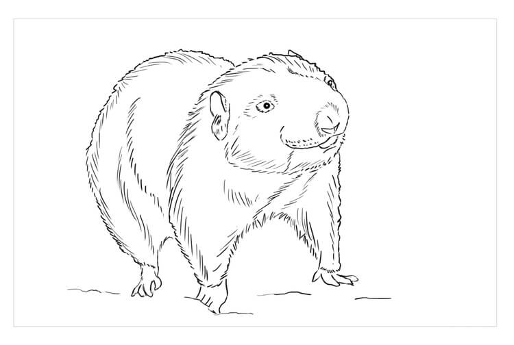 Dibujo de Castor de Montaa para Colorear