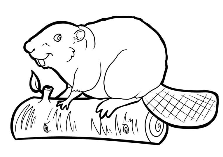 Dibujo de Castor en Palo de Madera para Colorear