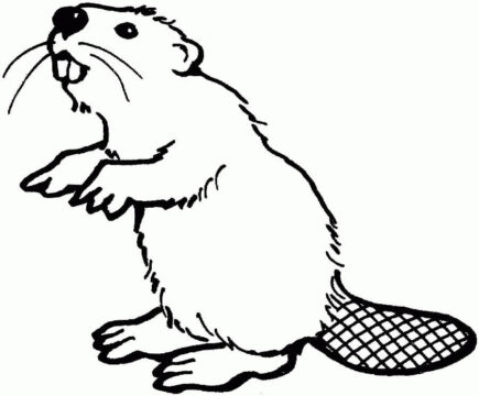 Dibujo de Castor para Colorear