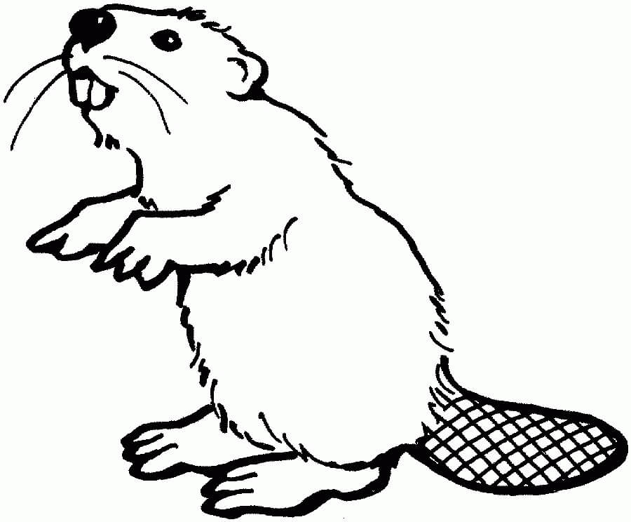 Dibujo de Castor para Colorear