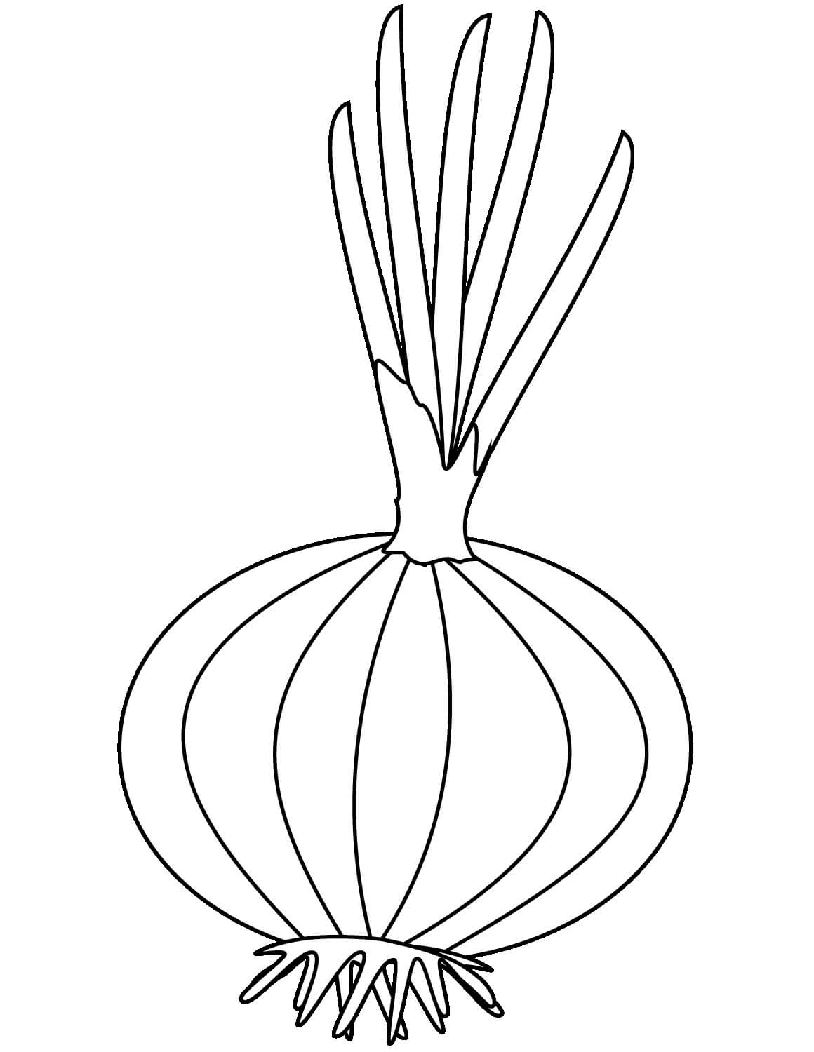 Dibujo de Buena Cebolla para Colorear