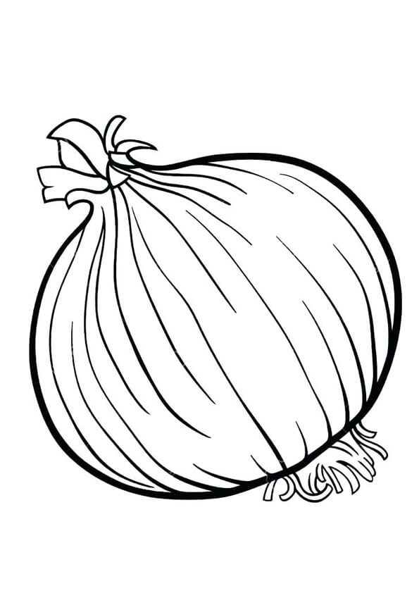Dibujo de Cebolla Bsica para Colorear